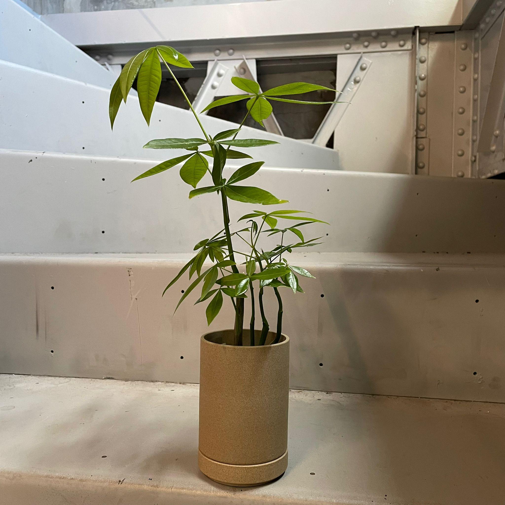 Medium Hasami Porcelain プランター I 植木鉢 I プラントソサエティ