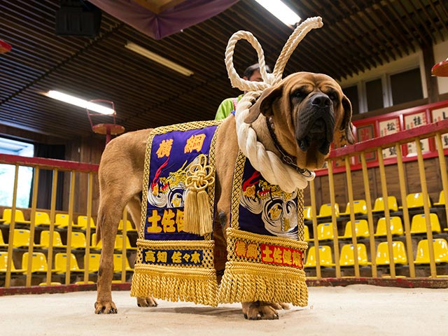 土佐犬の特徴・性格 最新価格と飼い方｜いぬのきもち 犬