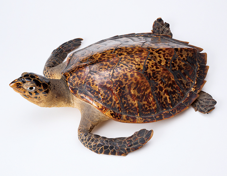 海亀(タイマイ)の剥製 A26 タイマイの剥製