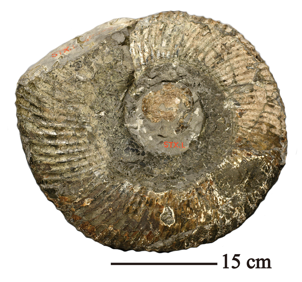 北海道初山別村産 クモヒトデ化石 密集標本 貴重標本 化石 【公式通販】