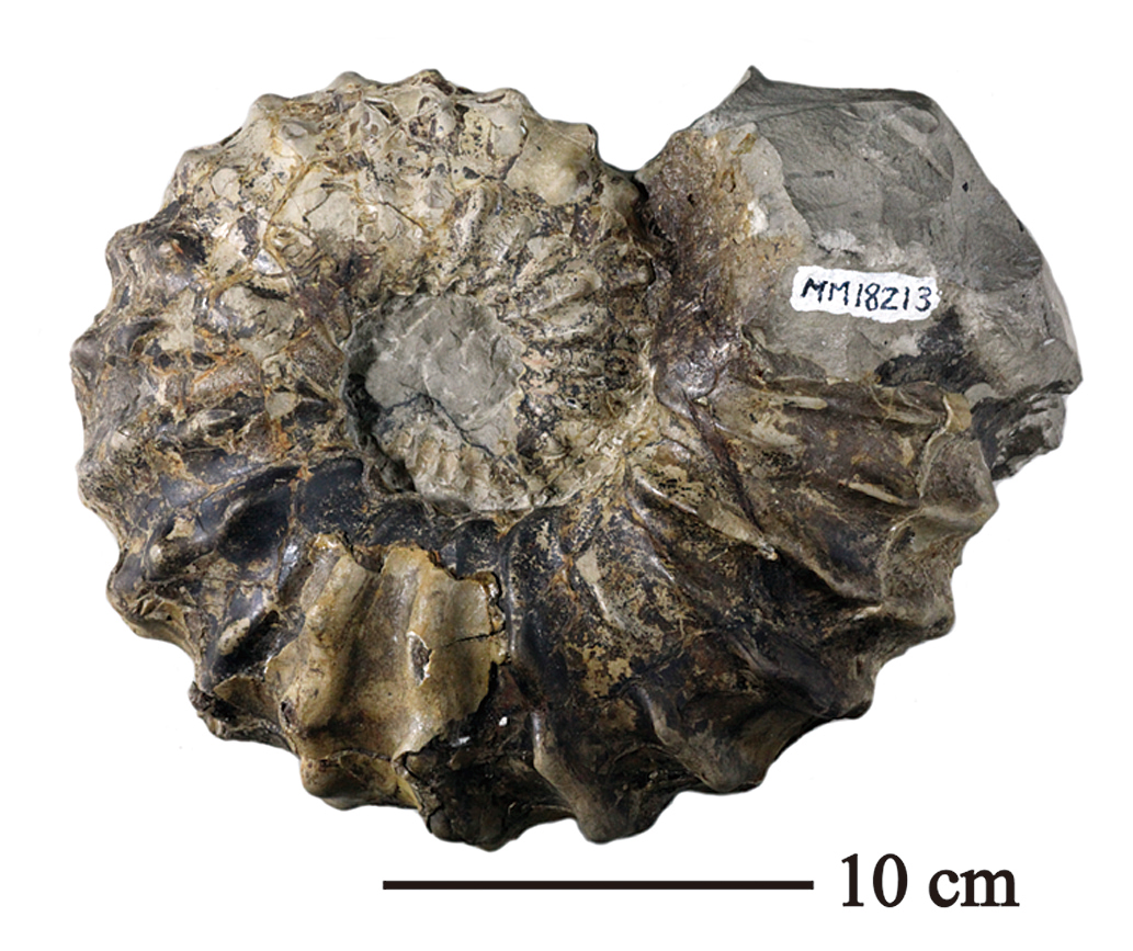 化石 標本 アンモナイト 極厚 希少種 【公式通販】