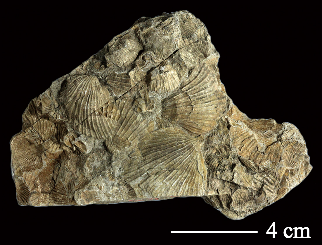 化石 D-3 【公式通販】