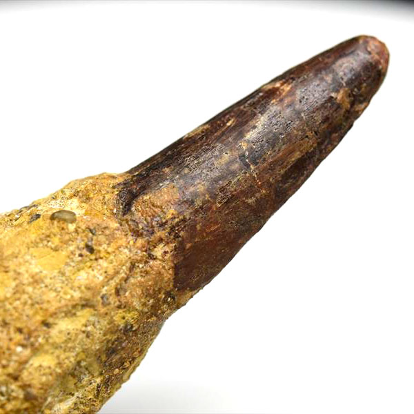 大型肉食恐竜】スピノサウルス 歯 牙 化石（モロッコ産）非研磨