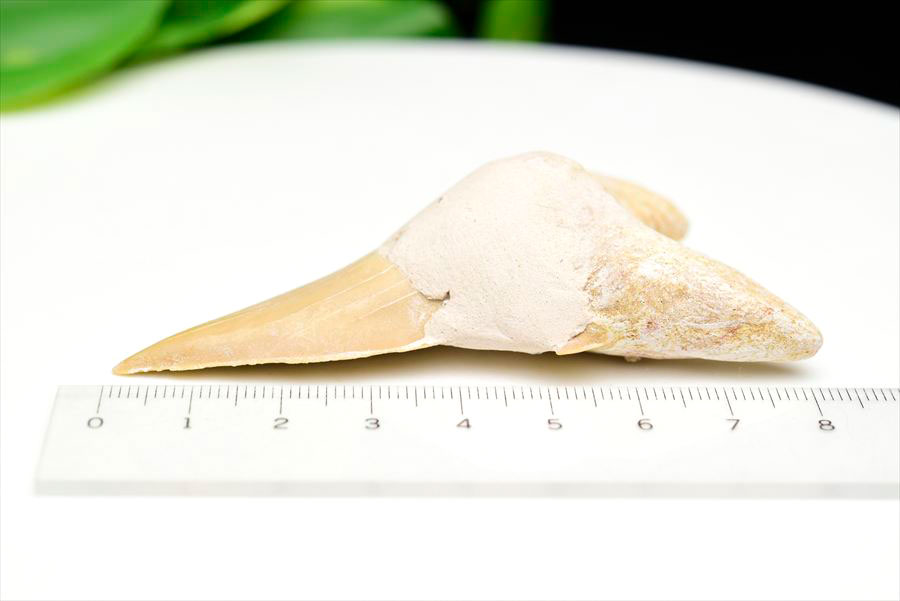 サメの歯 化石 モロッコ産｜オトドゥス オブリクス｜大きめ