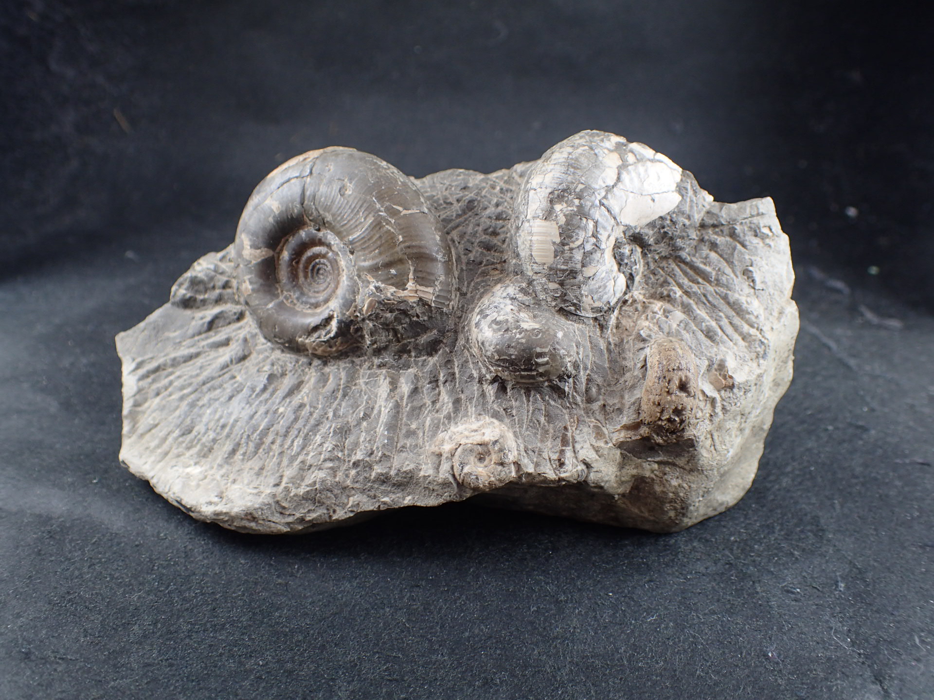 北海道幌加内産 超希少種アンモナイト モルトニセラス 化石 激レア