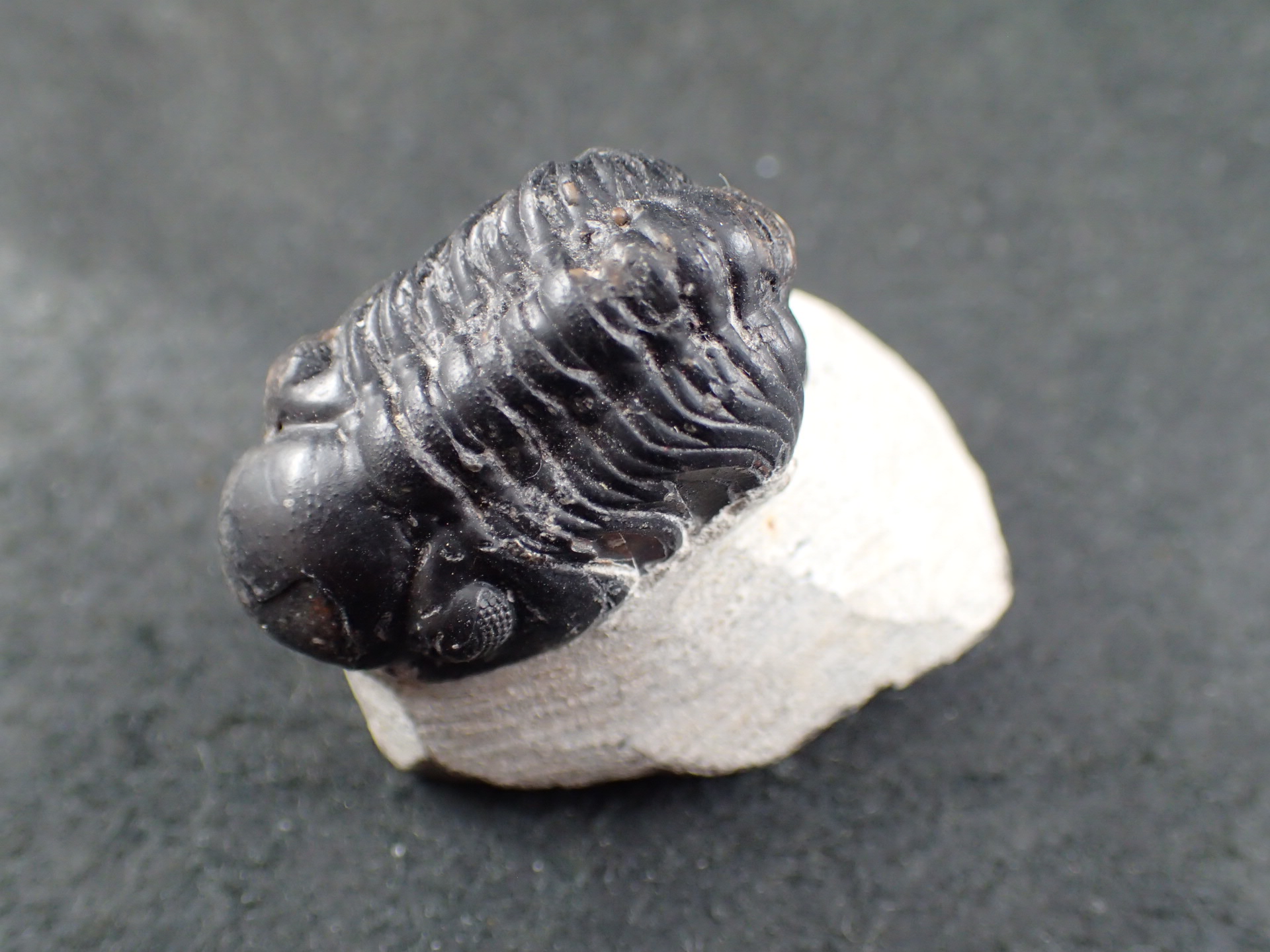 三葉虫 化石 古代 三葉虫 化石（Trilobite Fossil)（学名 ： Phacoida