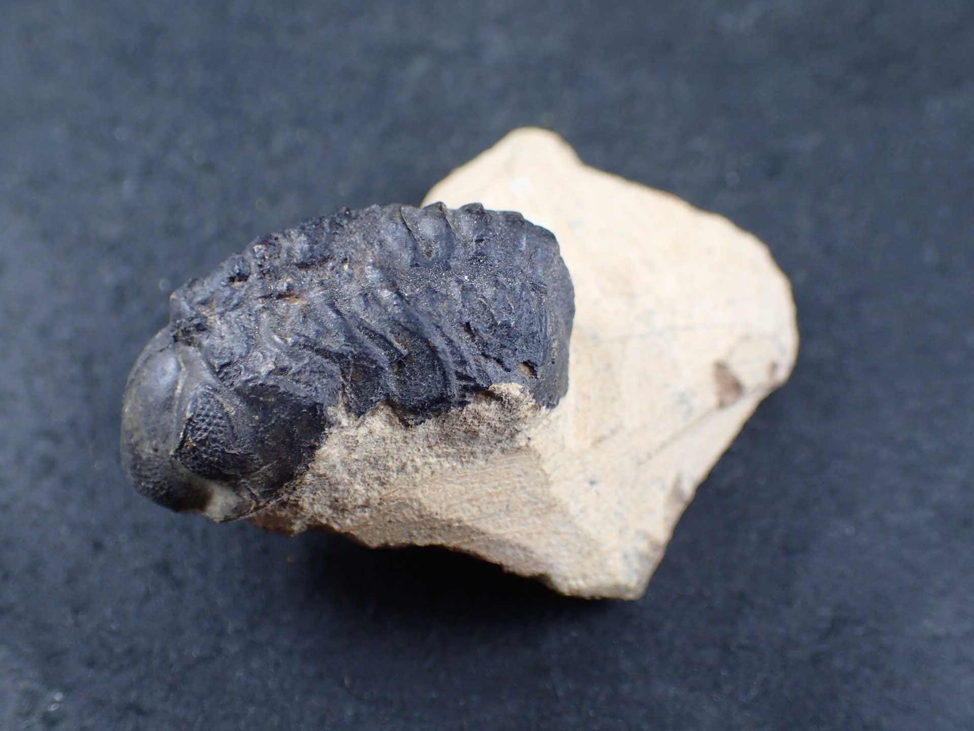 三葉虫 化石 ボリビア産 南アメリカ trilobite Bolivia三葉虫② 三葉虫