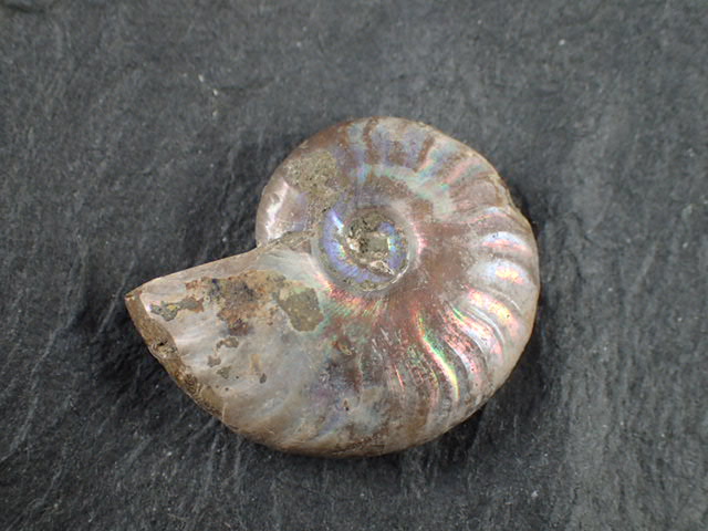 最高品質虹色アンモナイト化石(Ammonite ) マダガスカル 産 ｜石の販売