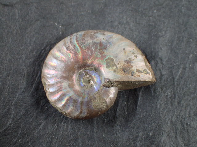 早い者勝ち 未開封 標本 希少な虹入りアンモナイト化石 白亜紀前期