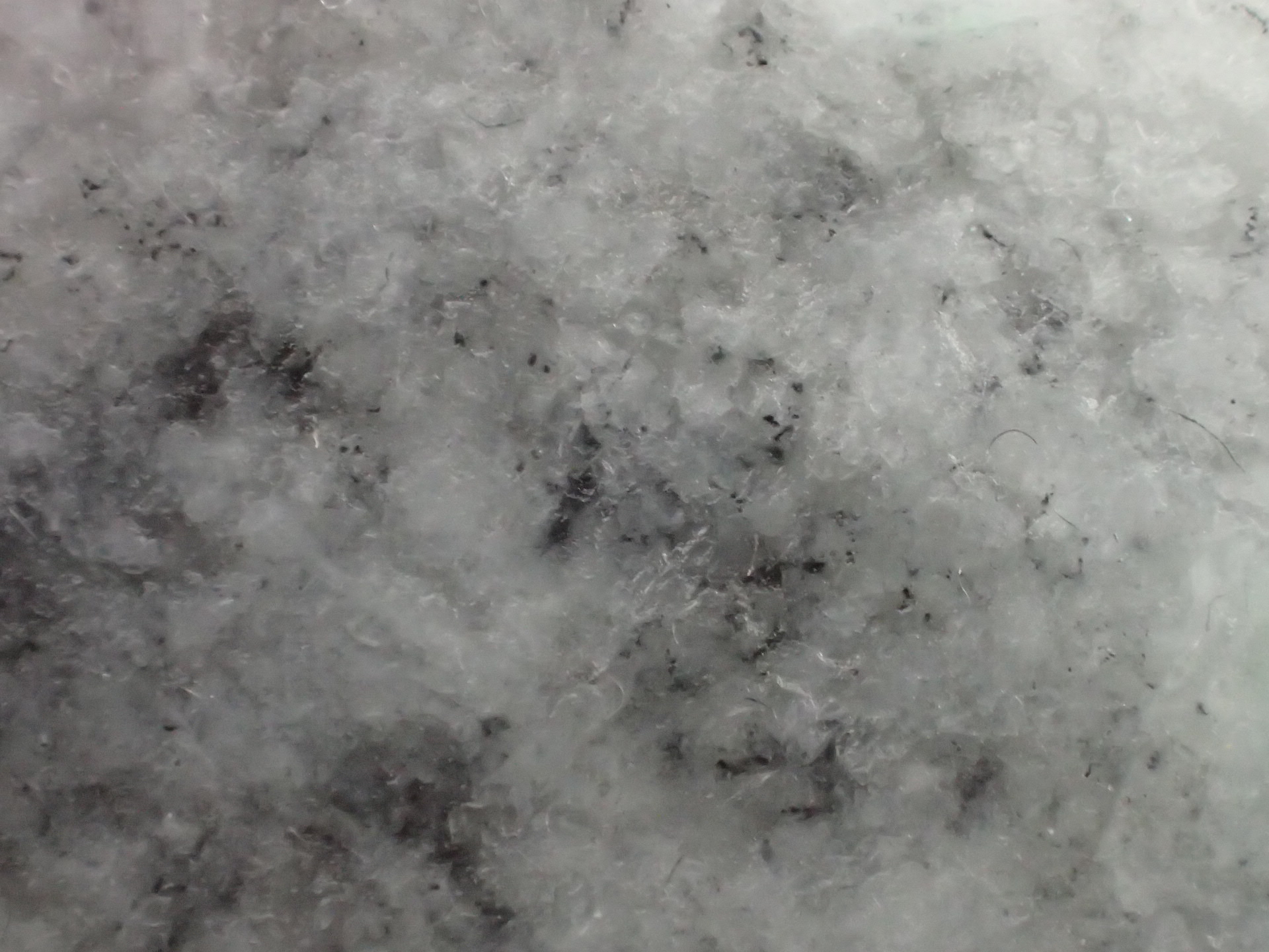 2025.8.31海霊イカ 糸魚川グレ翡翠 2025.8.31海霊イカ 糸魚川グレ翡翠