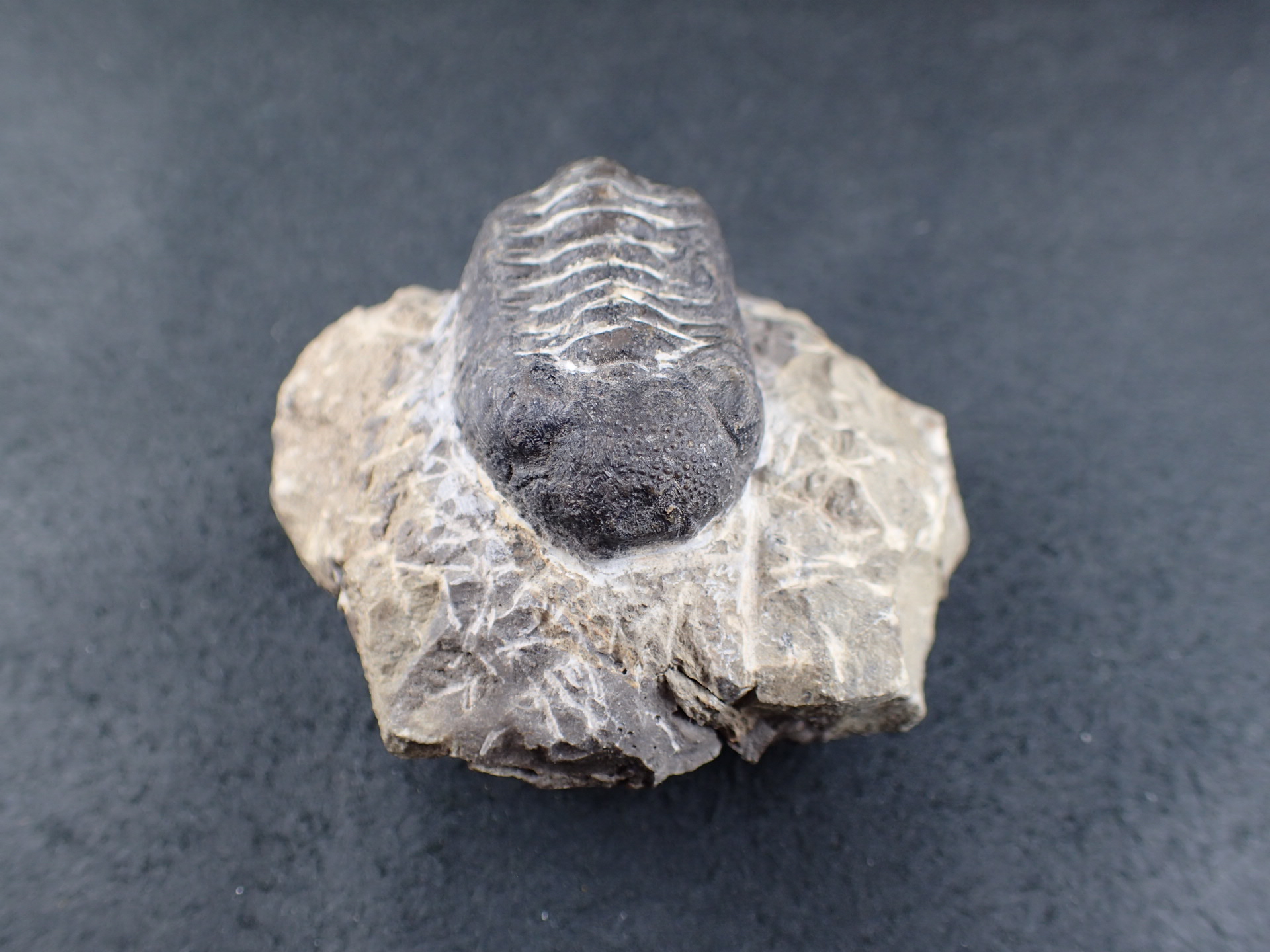 三葉虫 化石 ボリビア産 南アメリカ trilobite Bolivia三葉虫② 三葉虫