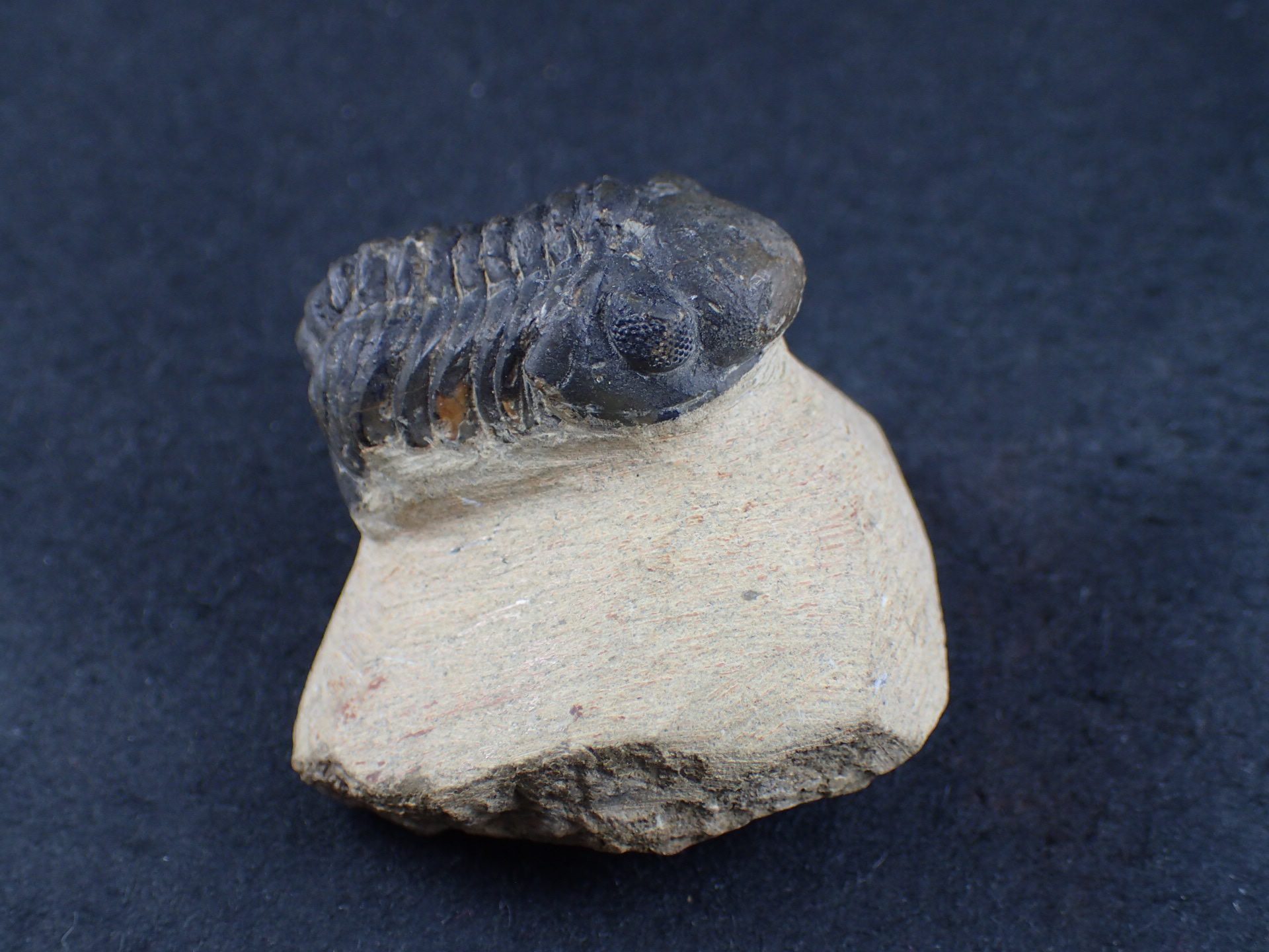三葉虫 化石（Trilobite Fossil)（学名 ： Phacoida.sp） 時代