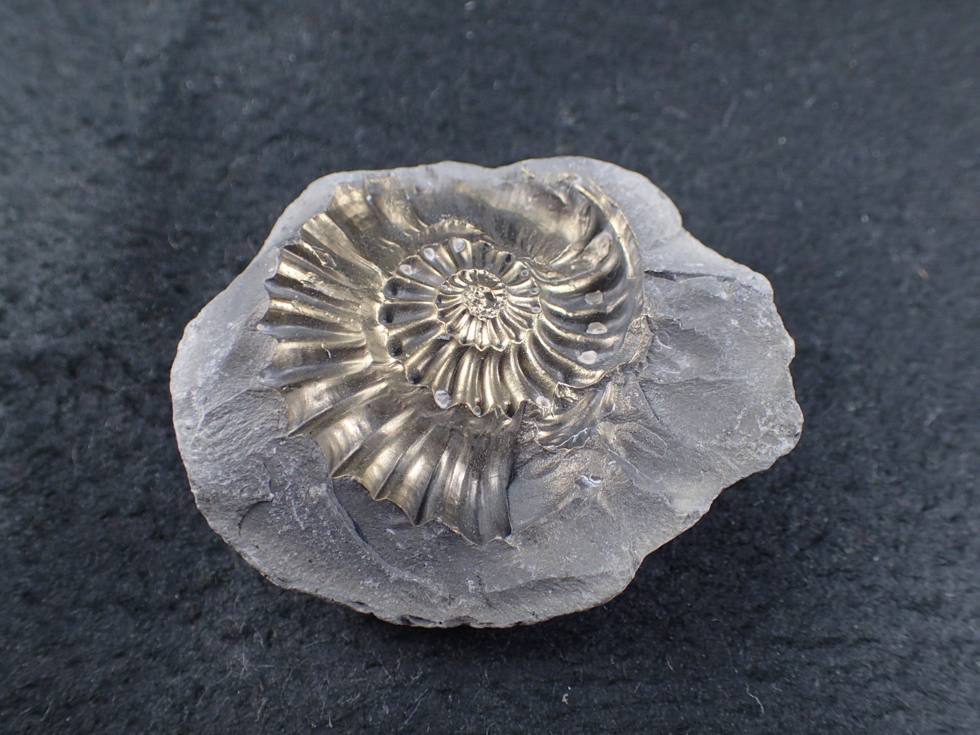 最高品質黄鉄鉱化したアンモナイト(Ammonite) Kalchreuth, Bayern