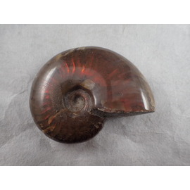 最高品質アンモナイト 北海道小平町川上 産 ｜石の販売専門店【vec