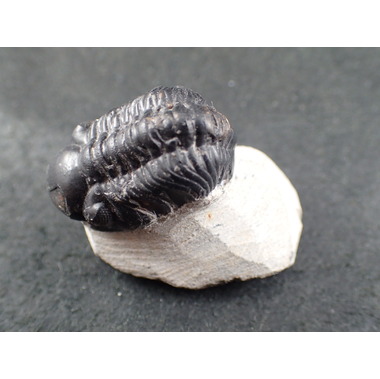 三葉虫 化石 fossil ボリビア産 trilobite 三葉虫判別⑧ 【公式通販】