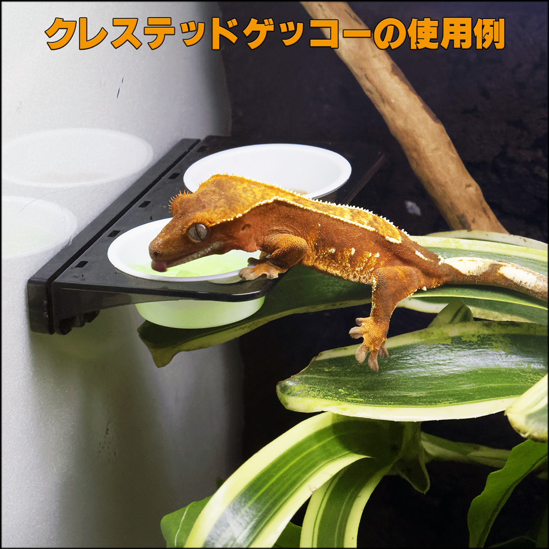クレステッドゲッコー飼育セット