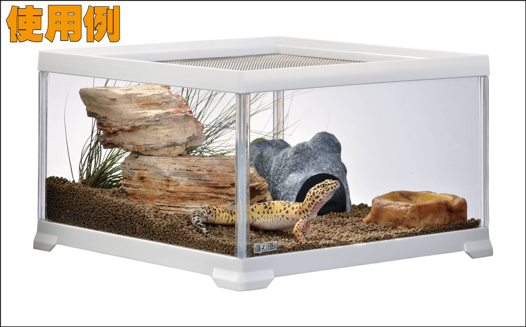 レプテリアホワイト300キューブLow エキゾテラ ジェックス 販売 通販