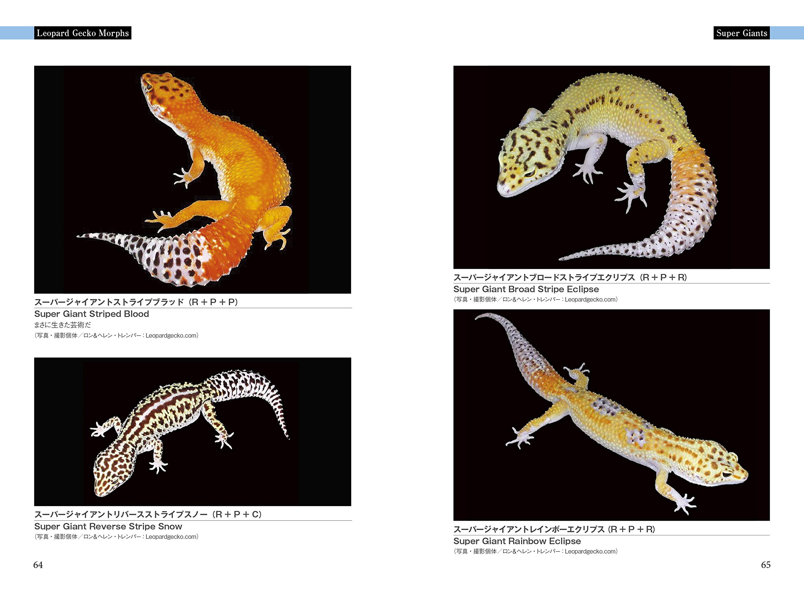 いきもの大図鑑◎ヒョウモントカゲモドキ ガチャ コンプセット他全14体
