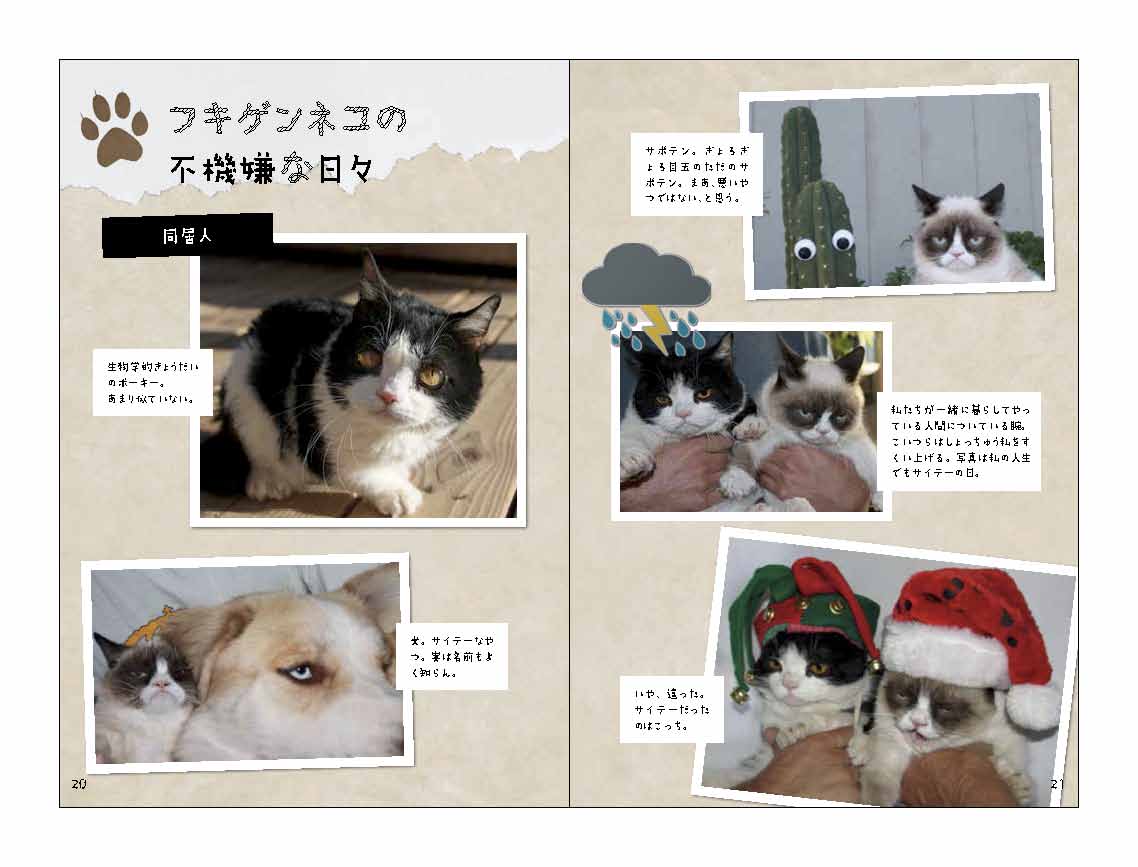 X-Knowledge | 毎日ニャンともならん！（世界でいちばん不機嫌な猫）