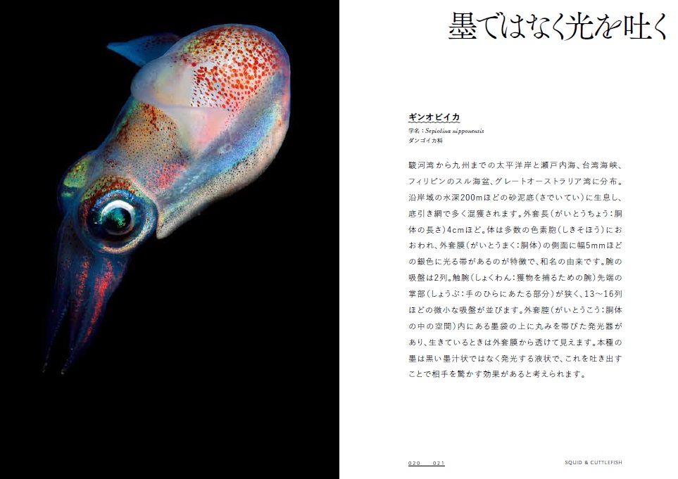 X-Knowledge | 世界で一番美しいイカとタコの図鑑 愛蔵ポケット版