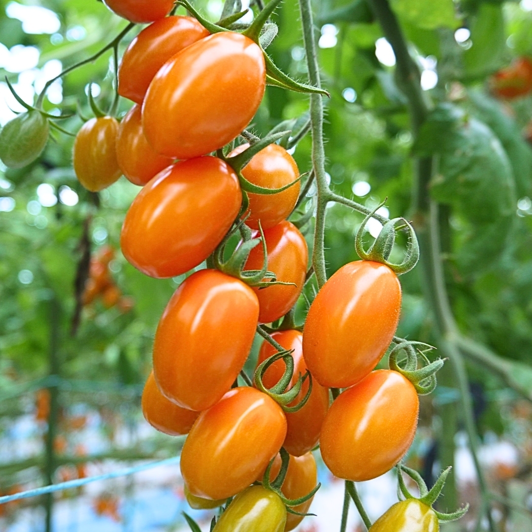 熊本県産完熟ミニトマト『トマト王子』 スマイルmama