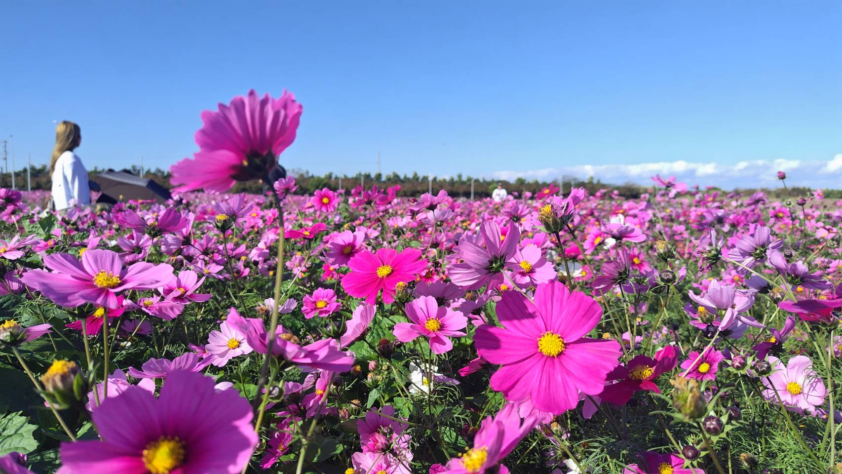 よみたんコスモスフェスティバル 2026 | イベント | 読谷村観光協会