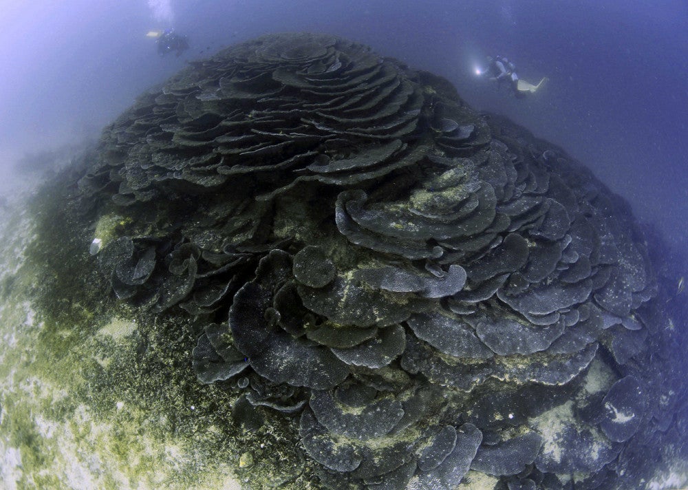 500歳 そびえ立つサンゴ…長崎県五島市沖 : 読売新聞