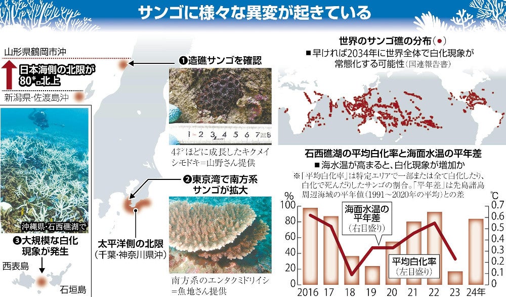 水温上昇とサンゴの「異変」…佐渡から山形へ「80キロ北上」・世界で
