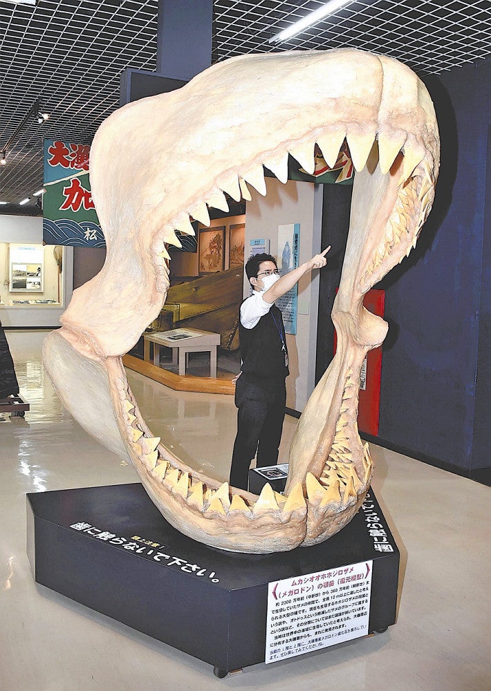 最大級 メガロドン 化石 サメの歯 463g 隕石 恐竜 爪 牙 三葉虫 骨