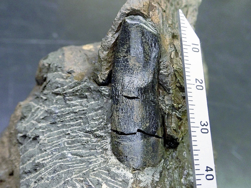 国内最大級、恐竜の歯の化石発見…長さ4センチ : 読売新聞