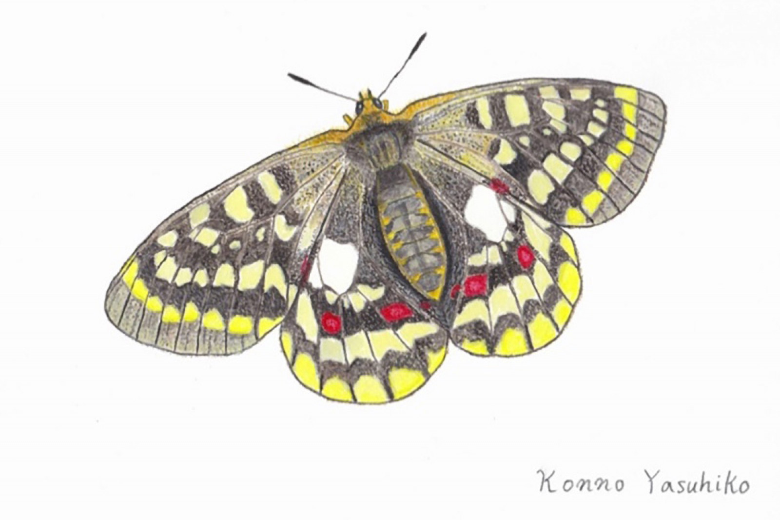 規制前採集品 ウスバキチョウ北海道大雪山 規制前採集品 ウスバ