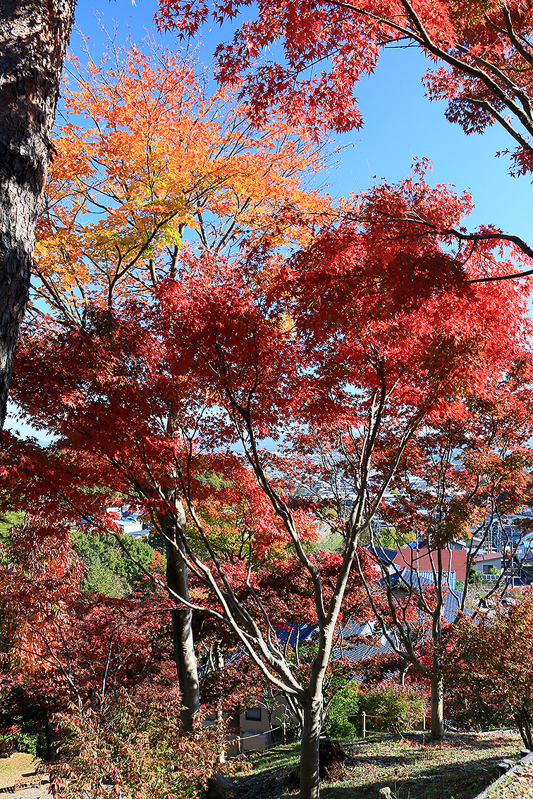 上越妙高 紅葉情報2024＞国府もみじ園 紅葉ピーク／撮影：11月21日（木