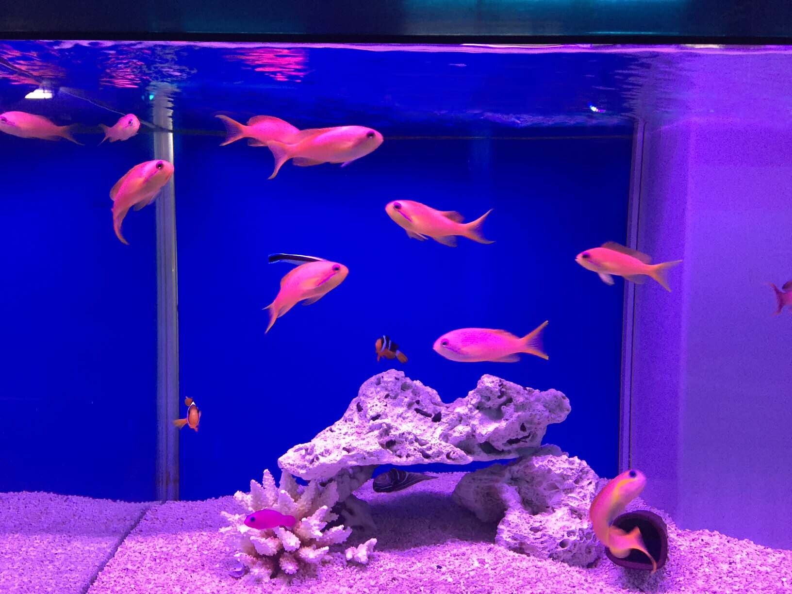 ADA アクアデザインアマノ アクアスカイ601 60cm用 ADA アクアデザイン