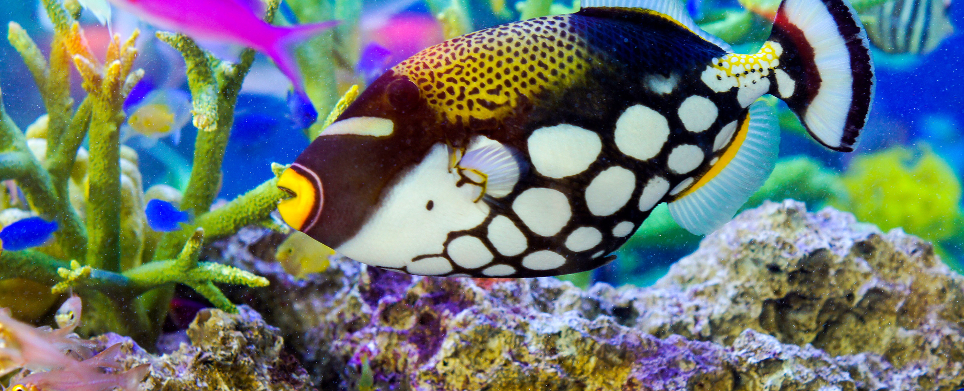 ナノレビル｜ゼンスイ株式会社