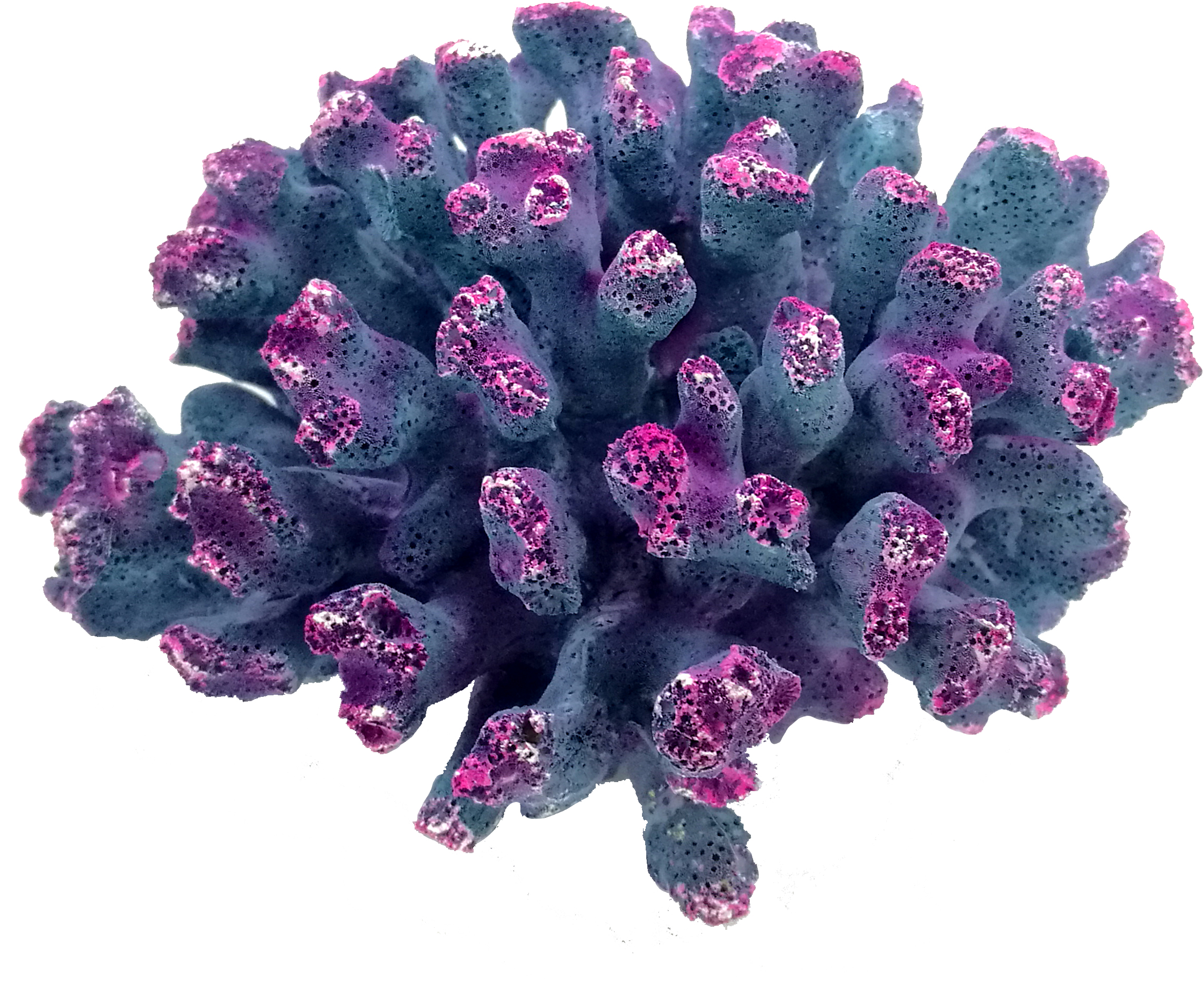 レプリカサンゴ｜ゼンスイ株式会社