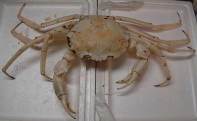 オオエンコウガニ／オーストラリア(スノークラブ) | 市場魚貝類図鑑