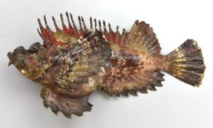 オニオコゼ | 魚類 | 市場魚貝類図鑑