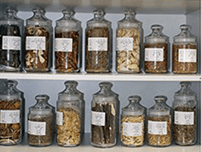 標本室|研究設備紹介|研究紹介|薬学部 薬学科|学部・学科|長崎国際大学