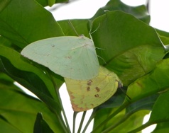 沖縄蝶類生態図鑑／ウスキシロチョウ