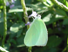 沖縄蝶類生態図鑑／ウスキシロチョウ