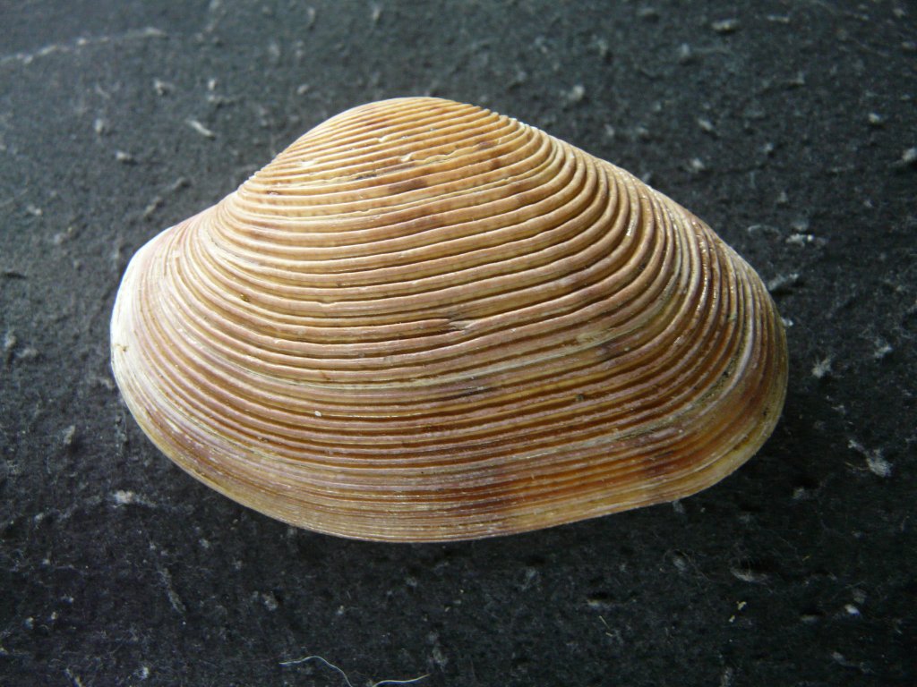 貝殻標本 イガギンエビス⑧ 貝殻標本 イガギンエビス ③ 貝殻標本