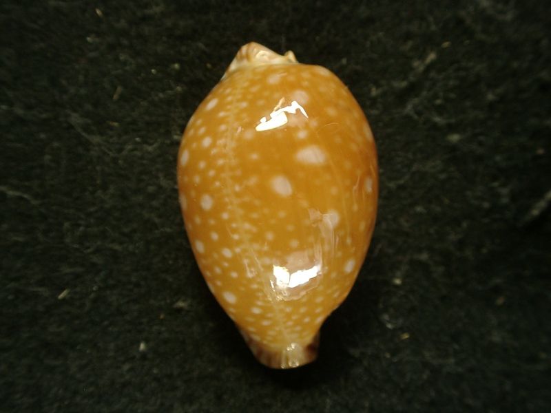 ⑦-1貝標本クロガネダカラ貝 標本 クロガネ ⑦-1貝標本クロガネダカラ