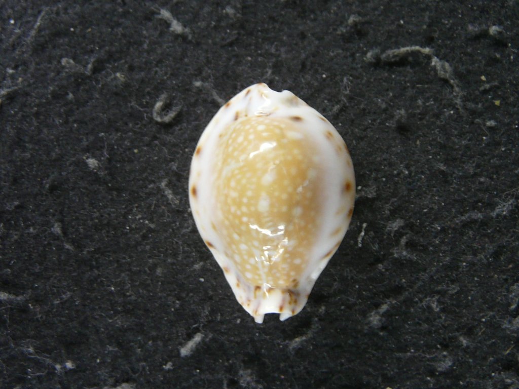 タカラガイ科｜貝殻標本店「F]