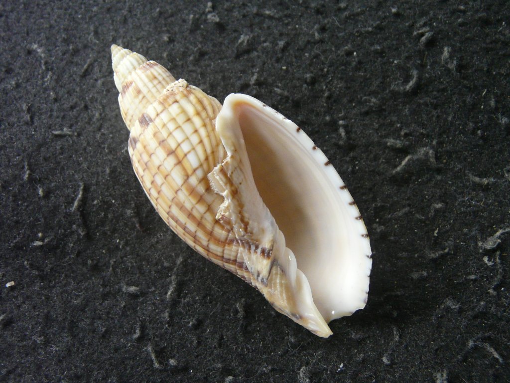 ガクフボラ科｜貝殻標本店「F]