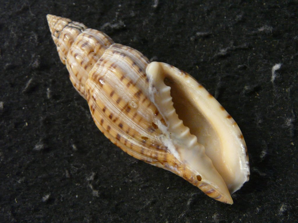 ガクフボラ科｜貝殻標本店「F]