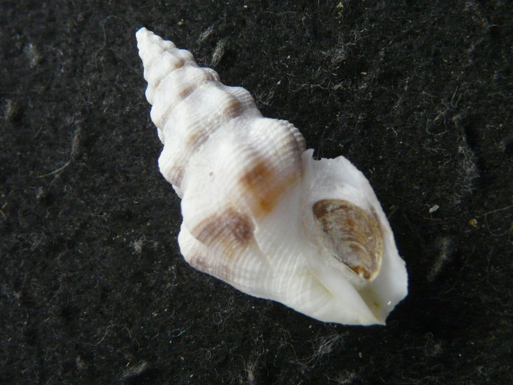 ケーキ】クダマキガイ科・カメガイ科・ツクシガイ科全124個