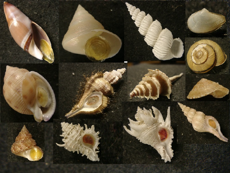 アクキガイ科｜貝殻標本店「F]