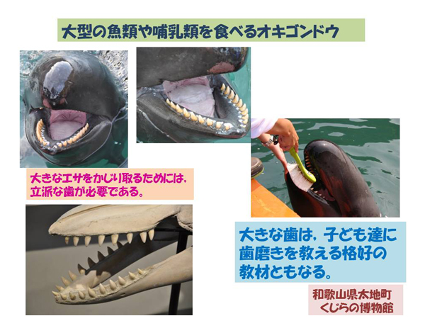 くじらの歯 マッコウクジラの歯 鯨歯 鯨の歯 鯨歯