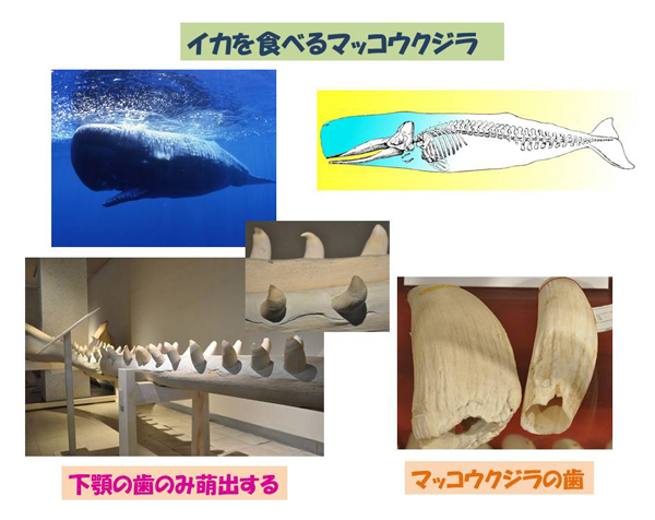 マッコウクジラ 歯 くじら 鯨 牙 抹香鯨 まとめ セット 986g /カ24