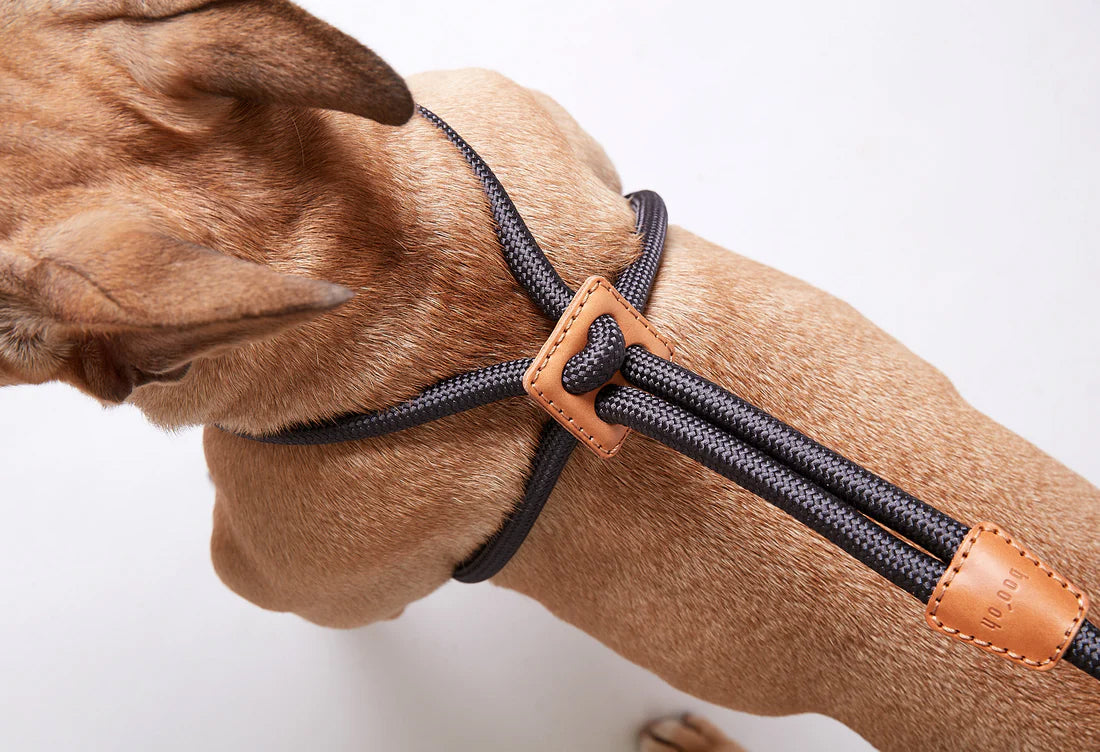 Shop Luxury Boo Oh Dog Harness in Brown Color | For Small - Large Dogs